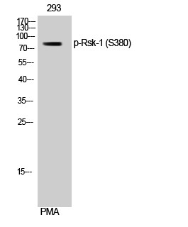 Rsk-1 (phospho Ser380) Polyclonal Antibody
