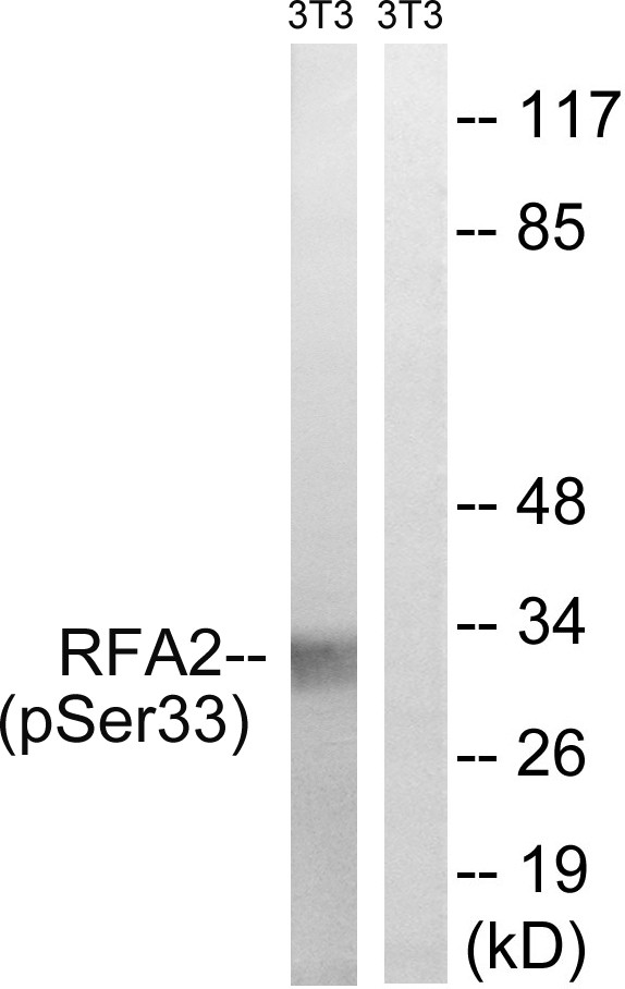  Western blot analysis of lysates from NIH/3T3 cells treated with Adriamycin 0.5ug/ml 24h, using RFA2 (Phospho-Ser33) Antibody. The lane on the right is blocked with the phospho peptide.