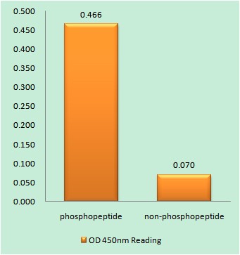  Enzyme-Linked Immunosorbent Assay (Phospho-ELISA) for Immunogen Phosphopeptide (Phospho-left) and Non-Phosphopeptide (Phospho-right), using p90 RSK (Phospho-Ser380) Antibody