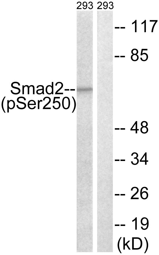 Smad2 (phospho Ser250) Polyclonal Antibody