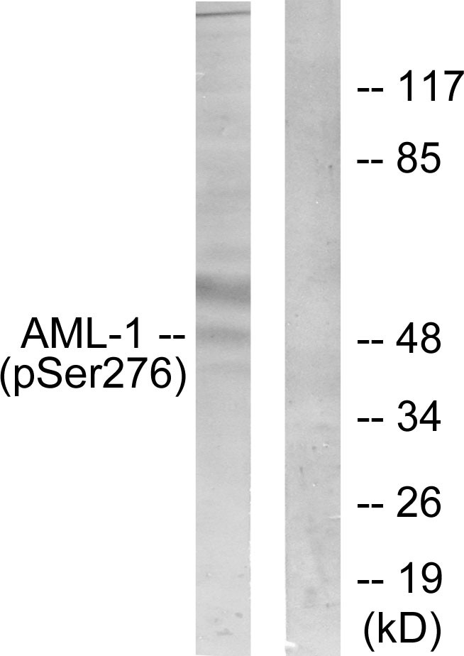  Western blot analysis of lysates from Jurkat cells, using AML1 (Phospho-Ser276) Antibody. The lane on the right is blocked with the phospho peptide.