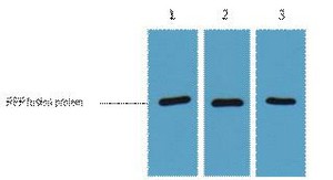 RFP-Tag Monoclonal Antibody(5G4)