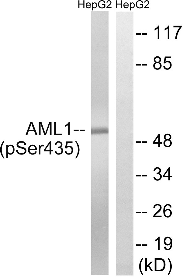 RUNX1 (phospho Ser435) Polyclonal Antibody