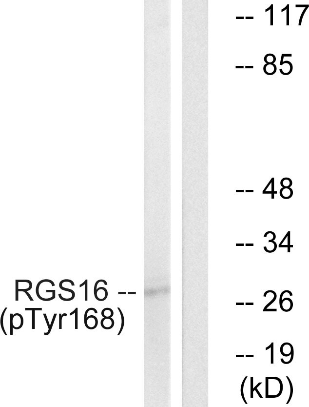  Western blot analysis of lysates from COS7 cells treated with heat shock, using RGS16 (Phospho-Tyr168) Antibody. The lane on the right is blocked with the phospho peptide.