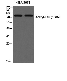 Tau (Acetyl Lys686) Polyclonal Antibody