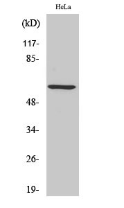  Western Blot analysis of HeLa cells using Phospho-Akt1 (S246) Polyclonal Antibody diluted at 1：1000