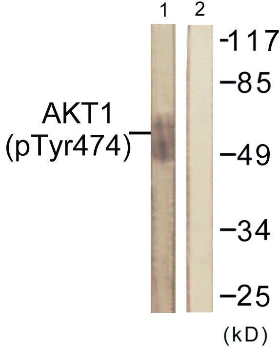  Western blot analysis of lysates from COS7 cells treated with UV 15', using Akt (Phospho-Tyr474) Antibody. The lane on the right is blocked with the phospho peptide.