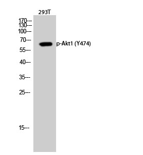  Western Blot analysis of 293T cells using Phospho-Akt1 (Y474) Polyclonal Antibody diluted at 1：1000