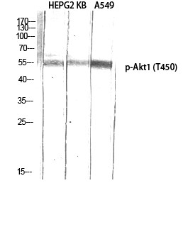  Western Blot analysis of HEPG2 KB A549 using Phospho-Akt1 (T450) Polyclonal Antibody diluted at 1：1000