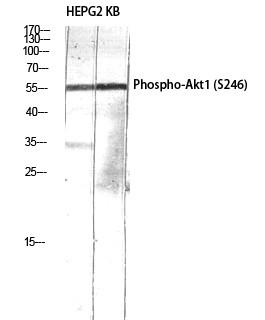  Western Blot analysis of HEPG2 KB using Phospho-Akt1 (S246) Polyclonal Antibody diluted at 1：1000