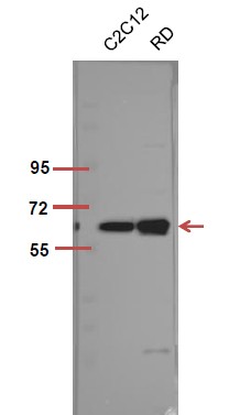  The picture was kindly provided by our customer,antibody was diluted at 1:500