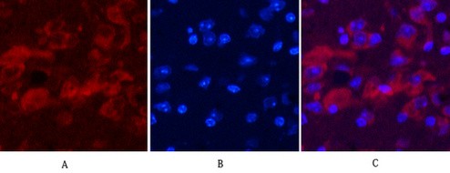  Immunofluorescence analysis of Mouse-brain tissue. 1,Ubiquitin Mouse Monoclonal Antibody(5F1)(red) was diluted at 1:200(4°C,overnight). 2, Cy3 labled Secondary antibody was diluted at 1:300(room temperature, 50min).3, Picture B: DAPI(blue) 10min. Picture A:Target. Picture B: DAPI. Picture C: merge of A+B
