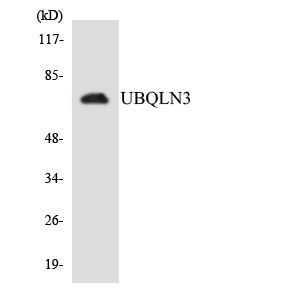  Western blot analysis of the lysates from Jurkat cells using UBQLN3 antibody.