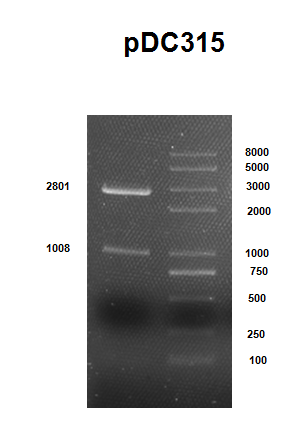  pDC315用BspHI酶切，
切出条带大小为：105,1008和2801bp
其中105bp太弱，观察不到