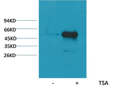 Western blot analysis of extracts from Hela cells, untreated (-) or treated with TSA (1μM, 18 hr; +), using Acetyl- a-tubulin(Lys40) Mouse mAb 1:2000.