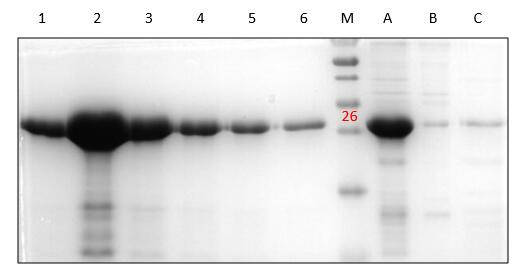 His-标签蛋白纯化（Ni-NTA柱法）试剂盒（变性）His-labeled protein Purification (NI-NTA column) kit (Denaturing)