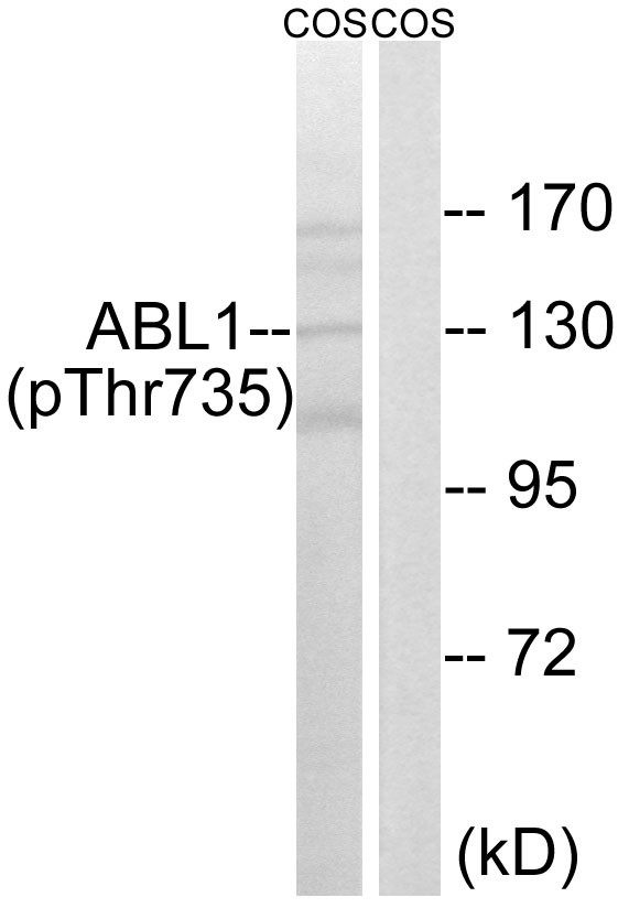 Abl1 (phosphor Thr735) Rabbit pAb