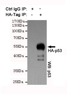  IP analysis of HA-tag Polyclonal Antibody