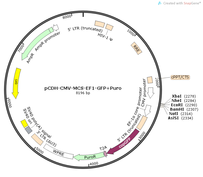 pCDH-CMV-MCS-EF1-GFP+Puro