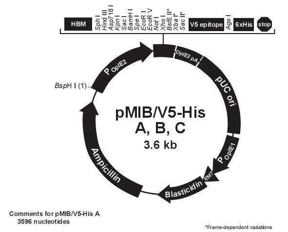 pMIB/V5-His B